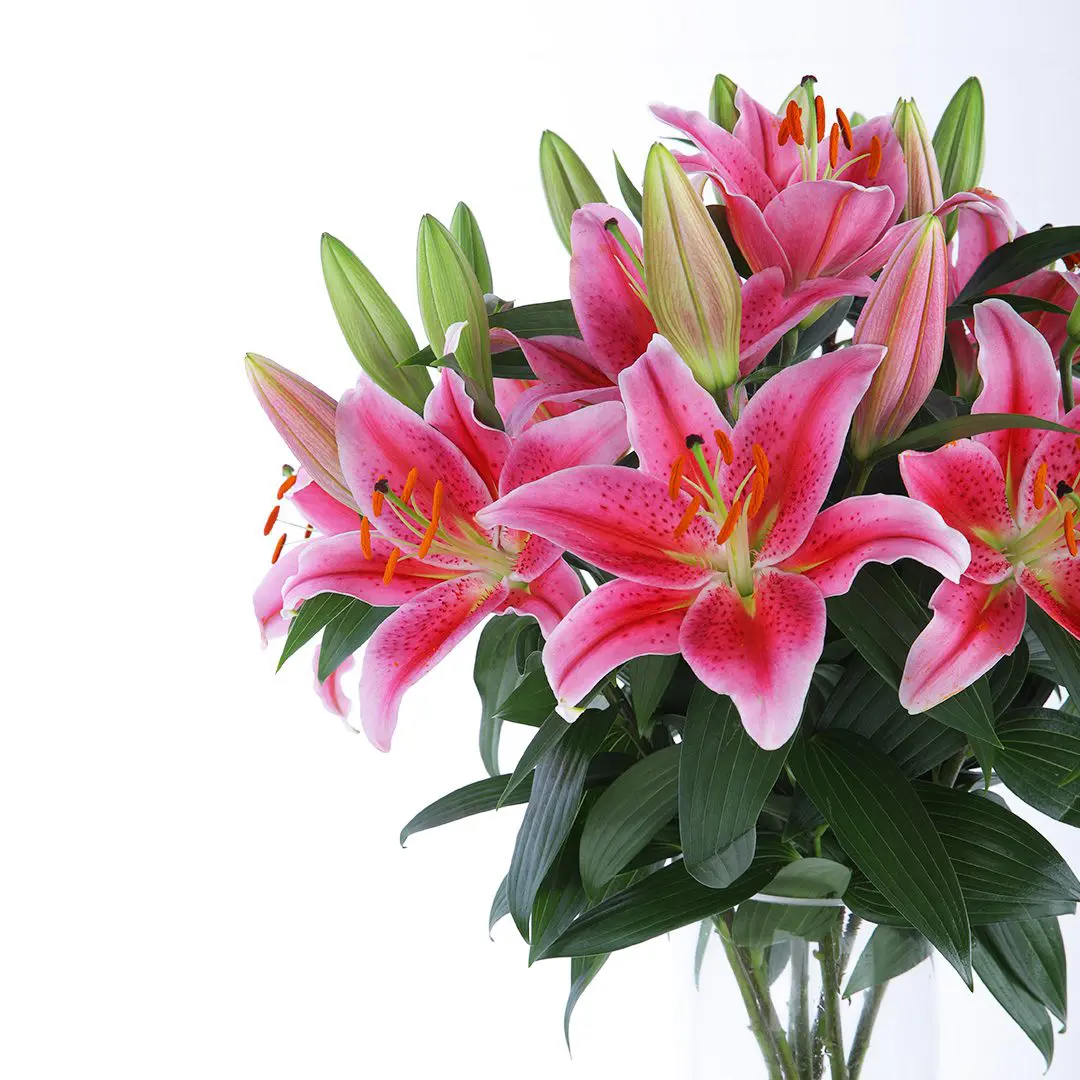 Blooming Pink lilies