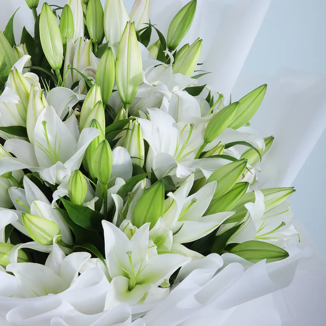 Casablanca White Lilies