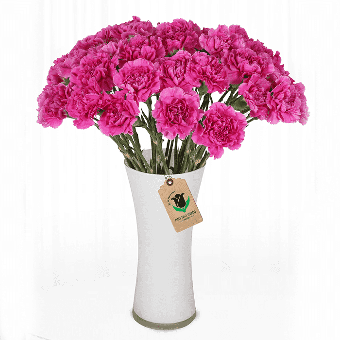 Pink-Carnation-Arrangement.png