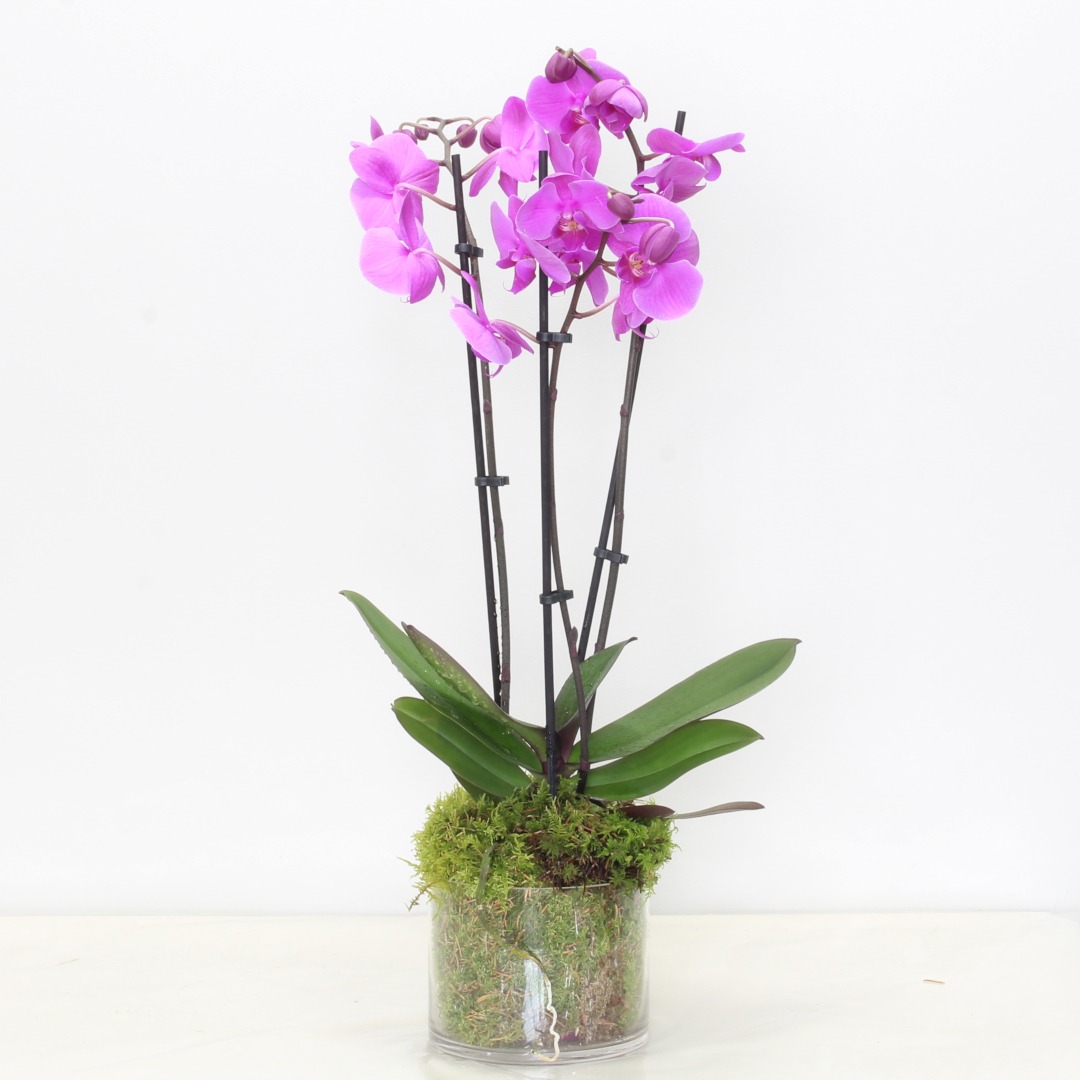 Purple-Phalaenopsis-Orchid-Plant-1.jpeg