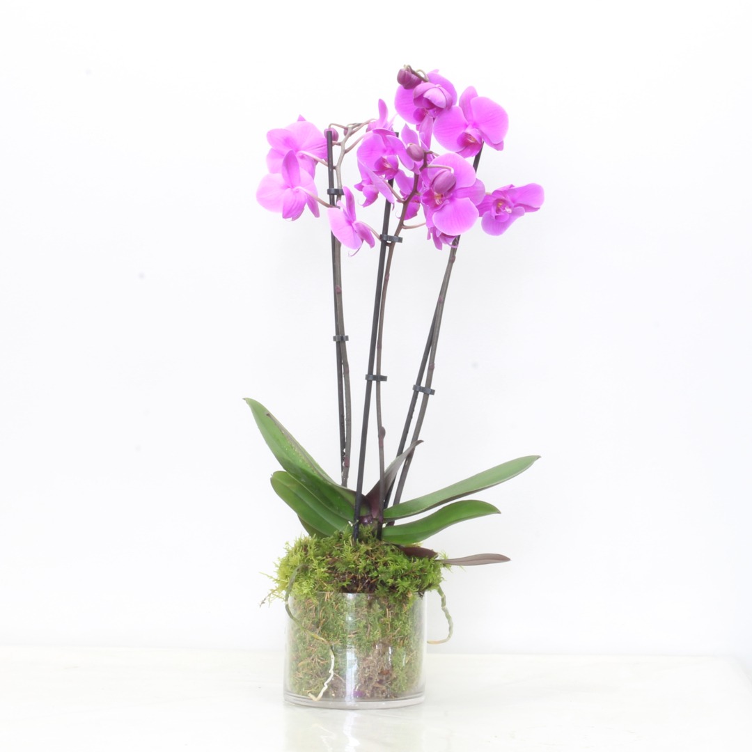 Purple Phalaenopsis Orchid Plant