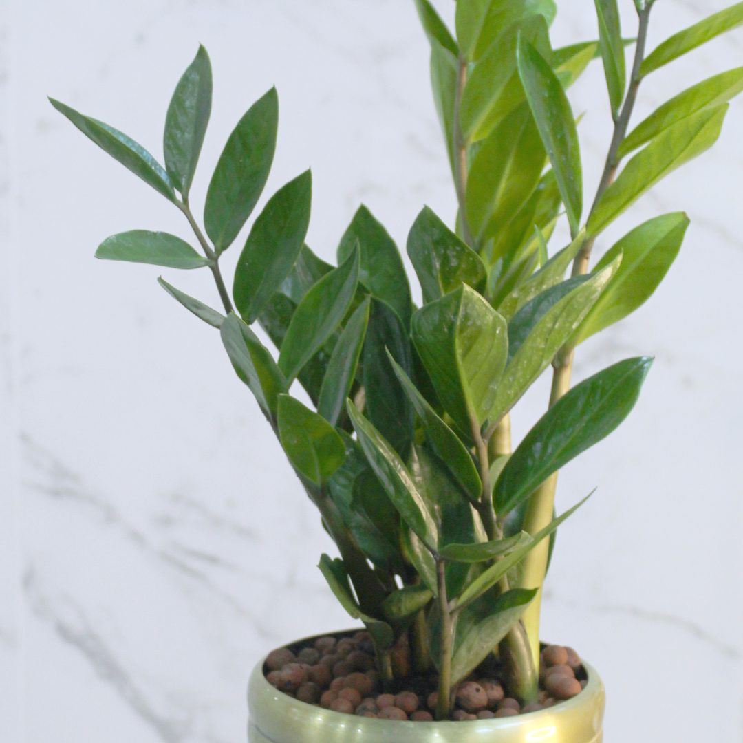 Zamioculcas Zamiifolia ZuZu